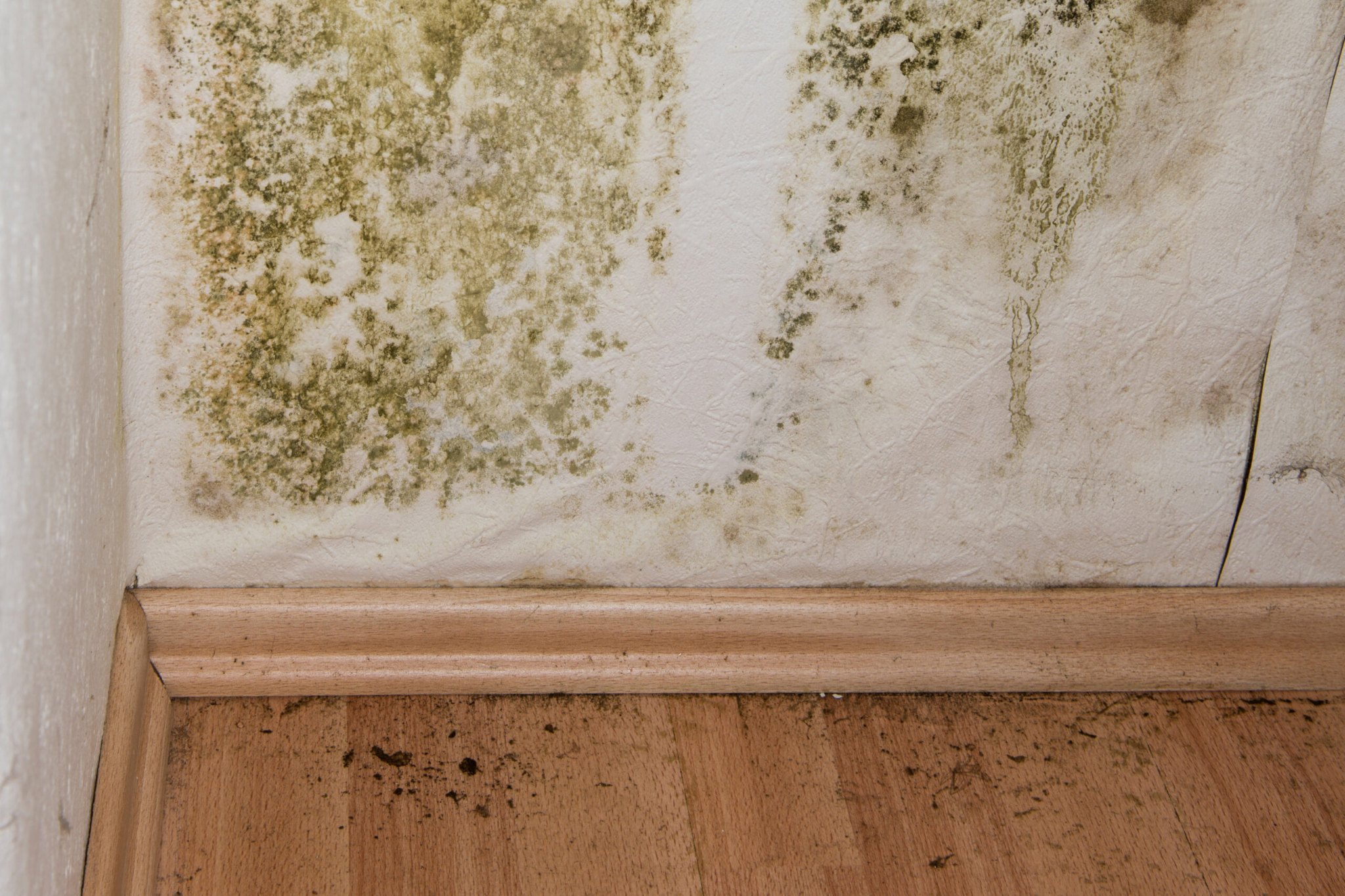 Tips for South Florida Mold Removal During Hurricane Season